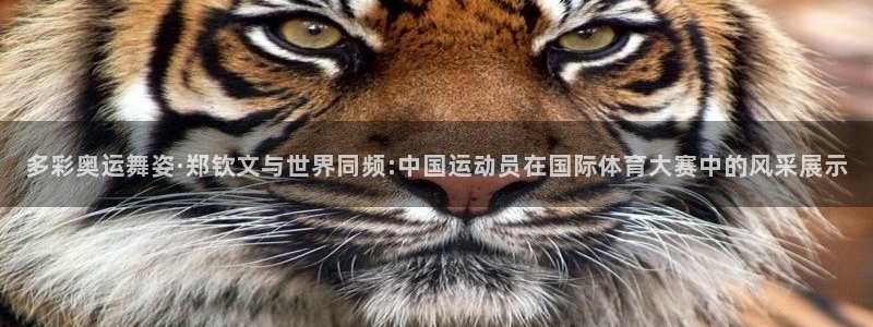 赏金国际链接：多彩奥运舞姿·郑钦文与世界同频:中国运动员在国际体育大赛中的风采展示
