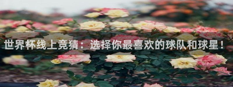 赏金帮app下载：世界杯线上竞猜：选择你最喜欢的球队和球星！